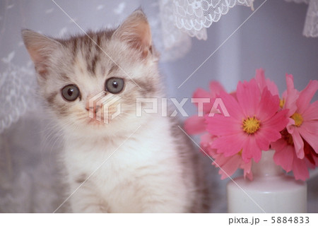 お花とラブリー仔猫 お花とラブリー仔猫 5884833