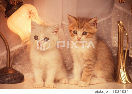 二匹の仔猫 5884834