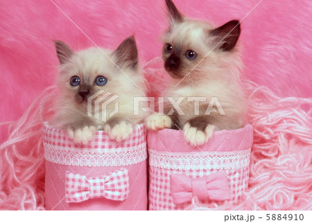 二匹のヒマラヤンの仔猫 二匹のヒマラヤンの仔猫 5884910
