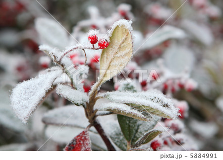 Red berries on frozen leaf. Piedmont, Northern Italy. 5884991