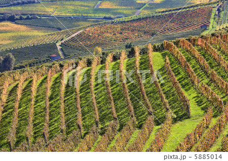Vineyards at fall. Piedmont, Italy. Vineyards at fall. Piedmont, Italy. 5885014
