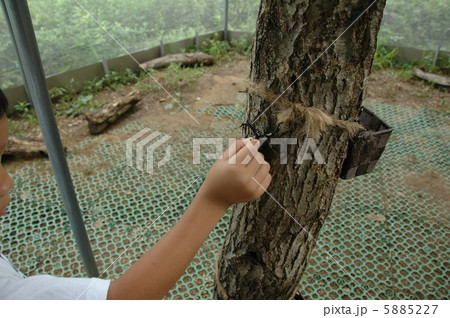 カブトムシをつかまえた! カブトムシをつかまえた! 5885227