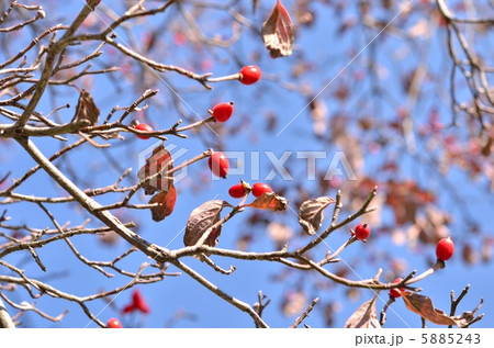 秋の訪れ(ハナミズキの実) 秋の訪れ(ハナミズキの実) 5885243