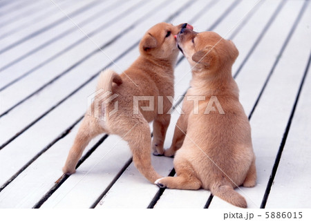白いデッキの二匹の仔犬 白いデッキの二匹の仔犬 5886015