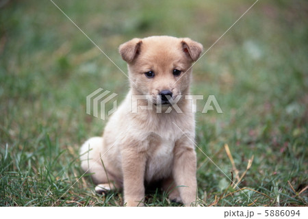 草原の中の仔犬 草原の中の仔犬 5886094