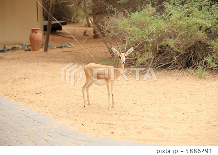 ガゼル ガゼル 5886291