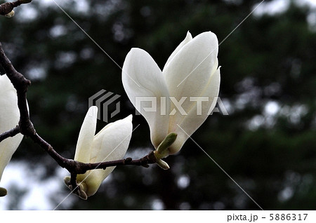ハクモクレンの花 5886317