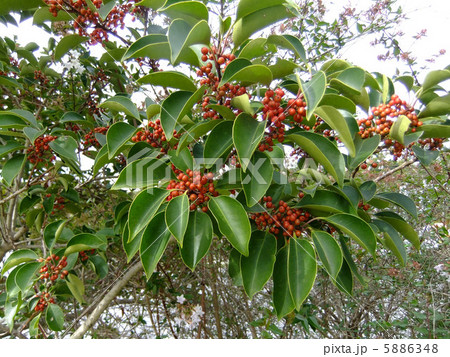 クロガネモチ　 5886348