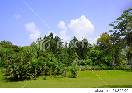 シンガポール植物園 5886590