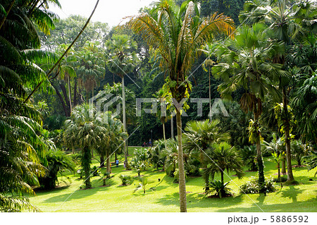 シンガポール植物園 5886592