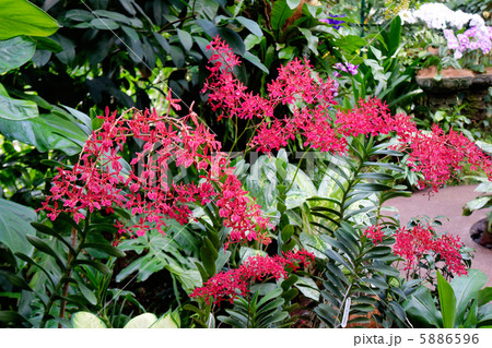 シンガポール植物園 5886596