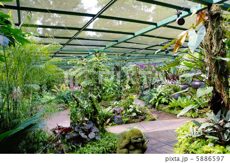 シンガポール国立蘭園 5886597