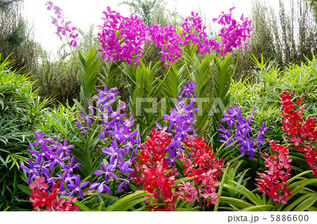 シンガポール国立蘭園 5886600