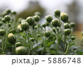 菊1 菊1 5886748