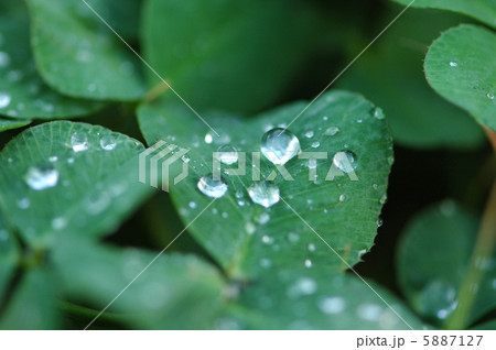 葉の上の水玉　（１） 5887127