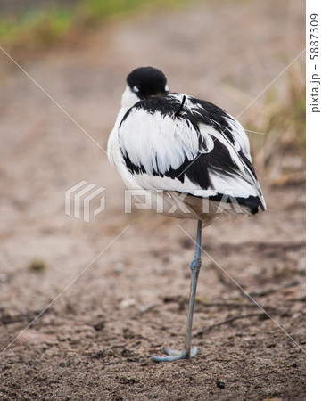 Pied avocet: sleeping wader 5887309
