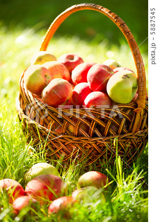Organic Apples in the Basket. Orchard. Garden Organic Apples in the Basket. Orchard. Garden 5887545