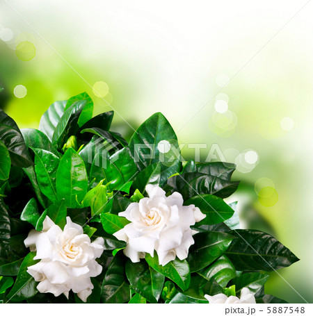 Gardenia Flowers. Jasmine 5887548