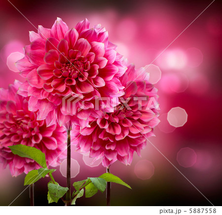 Dahlia Autumn Flowers 5887558