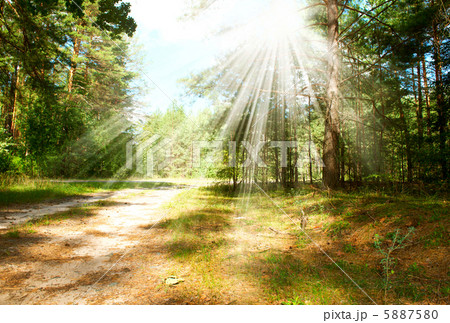 Forest Forest 5887580