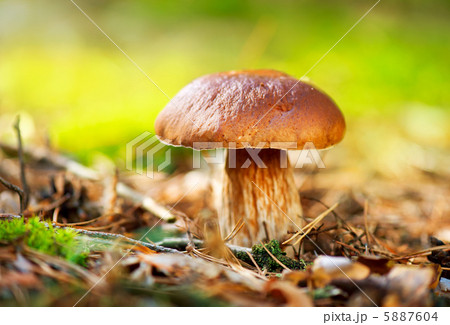 Cep Mushroom Growing in Autumn Forest. Boletus 5887604