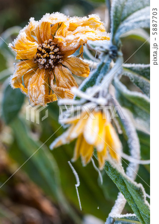 Frosty yellow flowers 5887703