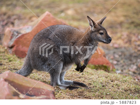 Wallaby: wildlife and animals of Australia 5887823
