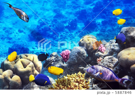 Coral and fish in the Red Sea.Egypt Coral and fish in the Red Sea.Egypt 5887846