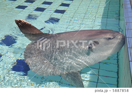 まんぼう 5887858