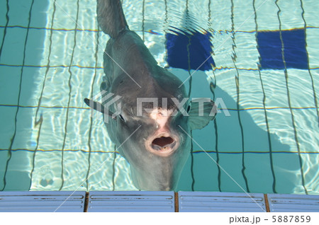 まんぼう 5887859