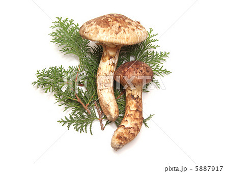 まつたけ まつたけ 5887917