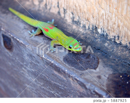 カラフルなゲッコ カラフルなゲッコ 5887925