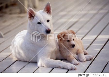 仲良し白い犬の親子の写真素材