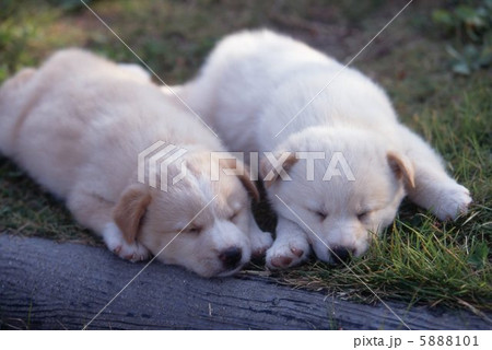 お庭でお昼寝する二匹の仔犬 お庭でお昼寝する二匹の仔犬 5888101
