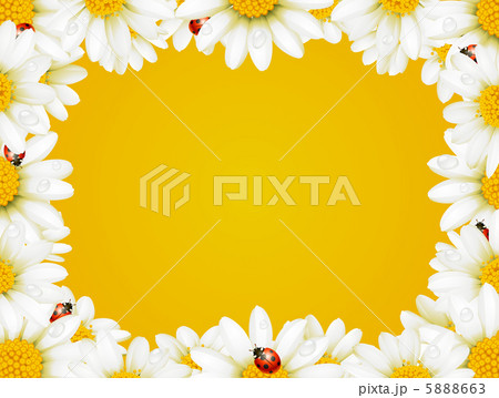 Vector camomile frame and ladybugs 5888663