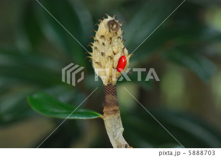 タイサンボク果実 5888703