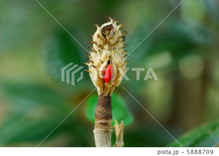 タイサンボク果実 5888709