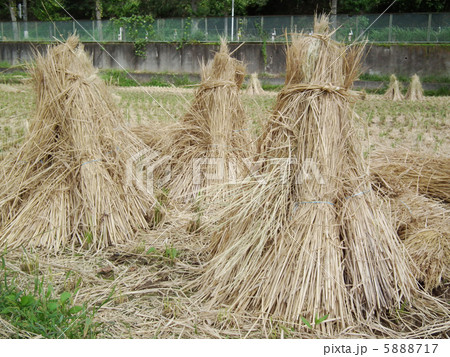 稲わら　藁 5888717