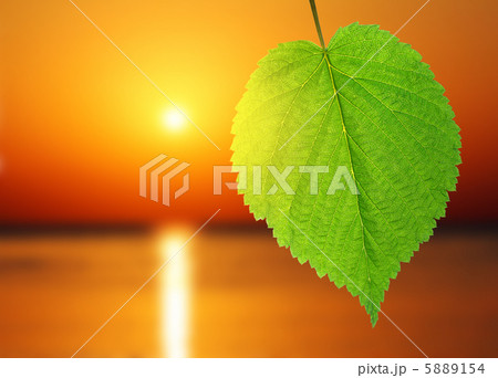 green leaf and sunrise over sea 5889154