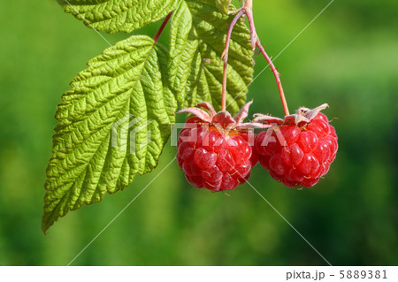 pair of raspberry with leaf pair of raspberry with leaf 5889381