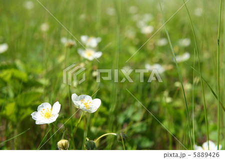 wild strawberry flowers wild strawberry flowers 5889426