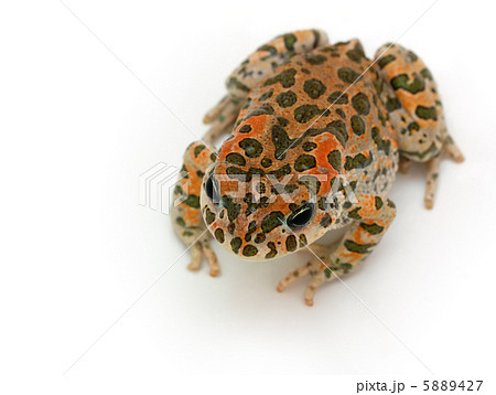 toad sitting toad sitting 5889427