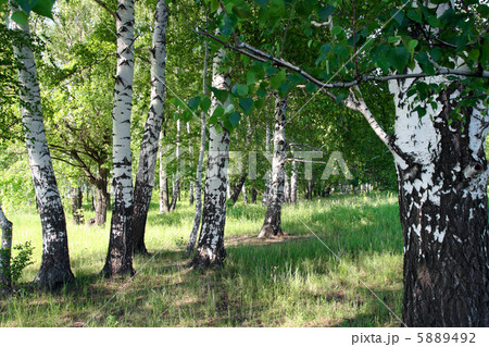 summer birch forest summer birch forest 5889492