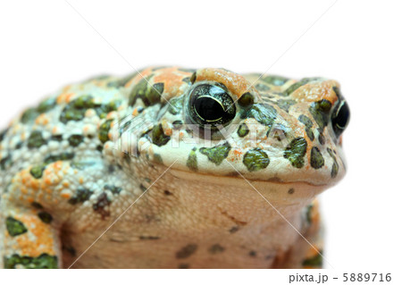 toad macro portrait toad macro portrait 5889716