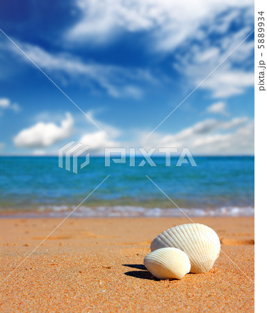 view on seashells on beach 5889934