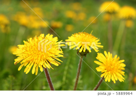 dandelion flowers dandelion flowers 5889964
