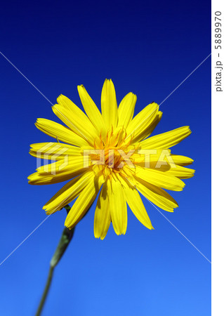 yellow flower under sky yellow flower under sky 5889970