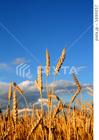 stems of the wheat 5890057