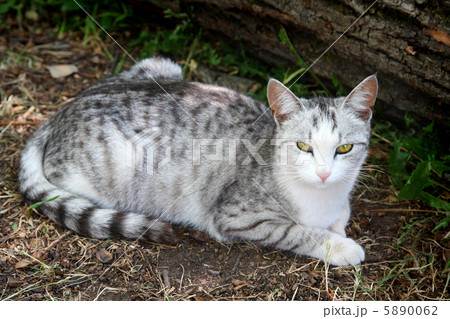 lying gray striped cat lying gray striped cat 5890062
