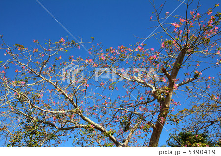 blossom branches of bottle tree 5890419